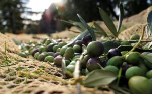 recogida aceituna e1555612595368